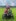 Surium Foto 6 2025