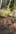 2020-10_Schinterwald