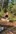 2020-10_Schinterwald
